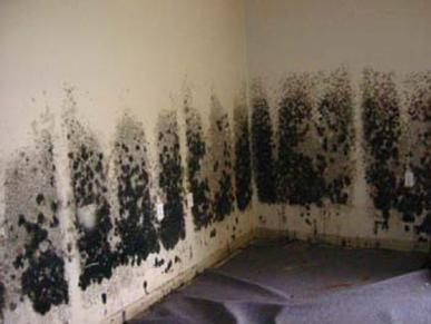 Mold and Mildew Removal Hyattsville,  MD